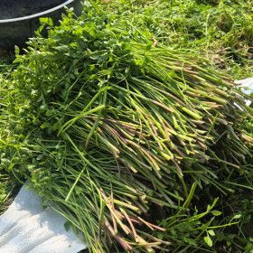 상품 이미지: 국내산 친환경 미나리 GAP인증 나주 노안 불미나리 1kg