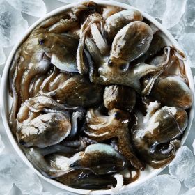 상품 이미지: (신선집중) 봄 제철 통통 활쭈꾸미 1kg 7-12미 내외 / 암수랜덤 발송