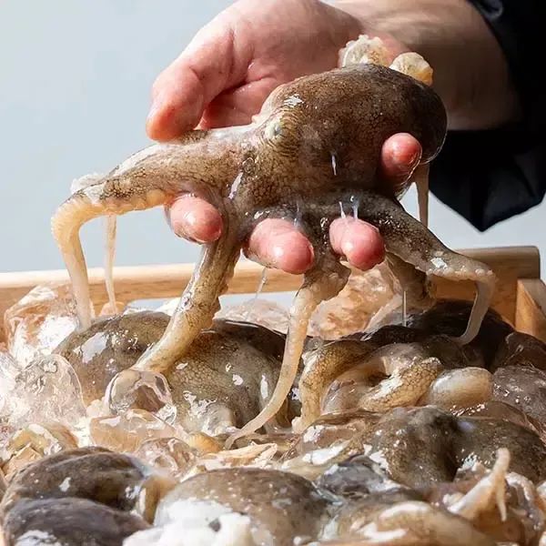 상품 이미지: [당일조업] 탱글탱글 봄제철 활 쭈꾸미 1kg