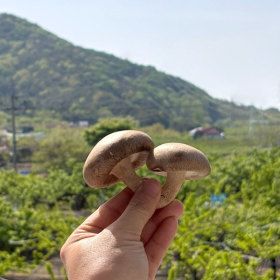 상품 이미지: (천만흥행딜) 쫄깃한 국내산 생 표고버섯 실속형 못생겨도 맛있어요 1kg+1kg (총2kg)