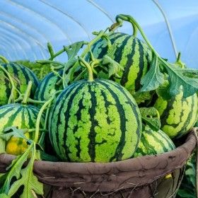 상품 이미지: 안전배송 농가직송 고당도 하우스수박 5kg 내외