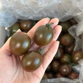 상품 이미지: (대저동)흑대추방울토마토 로얄과 2kg 방울토마토 /27일까지 특별할인+무료배송