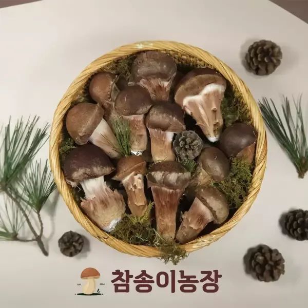 상품 이미지: [참송이농장] 국내산 최상급 참송이버섯 가정용 500g/1kg (3시까지 주문가능)