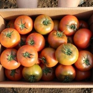 상품 이미지: (품질보증) 직접농사지은 국내산 완숙 찰 토마토 중소과 5kg 오늘발송 100%환불보장