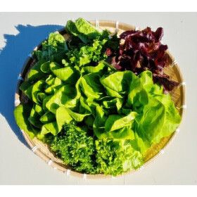 상품 이미지: (길쑤파머KS)유럽샐러드 상추 채소 3종 이상 랜덤 1kg 유러피안 야채 쌈채소