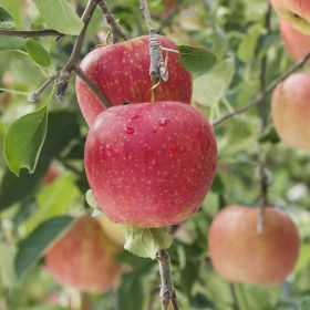 상품 이미지: 굿픽 엄선된 경북(의성 안동 청송) 부사 햇 사과
