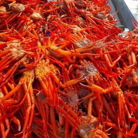 상품 이미지: 구룡포 후포리 제철 박달홍게 4kg 자숙 찜 붉은대게 8-10미 내외