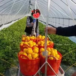 상품 이미지: 다담농산 성주참외 5kg(혼합과/실속가정용)/포장재포함/실중량도표참조