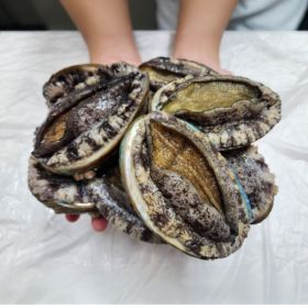 상품 이미지: 태양수산 왕왕특대 활전복 6~8미 1KG 산소팩 배송/손질칼증정