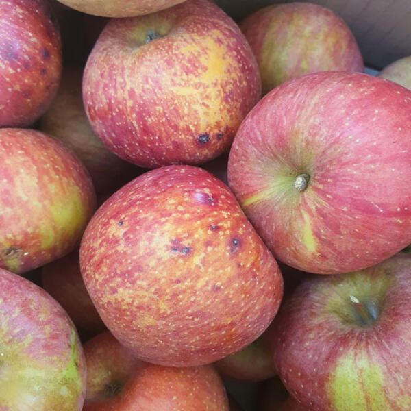 상품 이미지: 사과 5kg (가정용, 쥬스용)