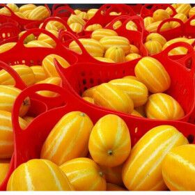 상품 이미지: 산지직송 당도선별 가정용 랜덤 성주참외 10KG 실중량(9KG)
