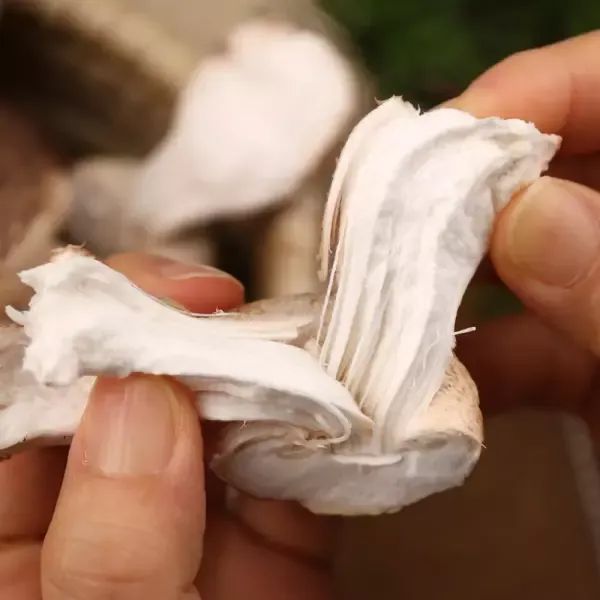 상품 이미지: 송이향이 나고 식감이 쫄깃한 무농약 송화고버섯 1kg(하)
