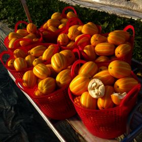 상품 이미지: 가정용 꿀참외10kg 혼합과 //성주산지직송 //고당도