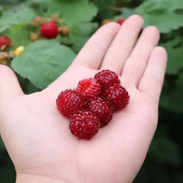 상품 이미지: [예약판매] 달콤한 장기 햇 산딸기(생과) 1kg