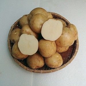 상품 이미지: 강원도 노지 포슬포슬 25년산 햇 수미감자 중 10kg  (탁구공크기)