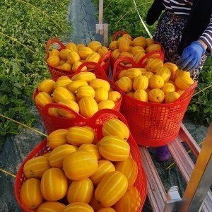 상품 이미지: (신선집중) 다담농산 성주참외 3시간만 6kg(혼합과/실속가정용)/포장재포함/안전포장 산지직송