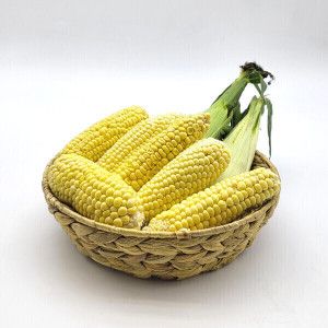 상품 이미지: (신선집중) 초당 옥수수 햇 초당 옥수수 중 사이즈 (9-14cm) 10개입+1개추가증정
