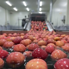 상품 이미지: 사과 껍질째 먹는 세척사과 4.5kg 실중량 우주초특가