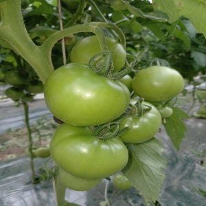 상품 이미지: 소양강 토마토 10kg   찰토마토 못난이  쥬스용 크기 (소과) 4~5번과  강원도 산지 배송