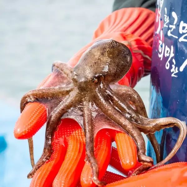 상품 이미지: [대한민국농수산] 제철 국내산 생물 주꾸미 1kg