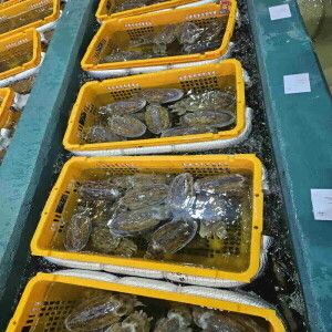 상품 이미지: 국내산 갑오징어 1kg 단 하루 특가 2~4미 당일조업 무료배송