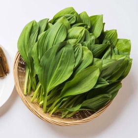 상품 이미지: (신선집중) 강원도 고랭지 생 명이나물 꽃대명이 1kg/당일채취 신선함그대로/무료배송