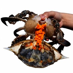 상품 이미지: (신선집중)(당일경매) 제철 활 암꽃게 1kg 국내산 알배기 봄 암꽃게 당일조업 당일 경매 3-6미