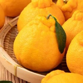 상품 이미지: 신선하랑제주 고당도 노지 한라봉 10kg (50과 전후)