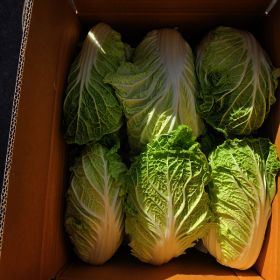 상품 이미지: 달쿵 국내산 배추 4kg 알배추 알배기 쌈배추 25년