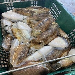 상품 이미지: (특가) 자연산 갑오징어 2kg 국내산 통찜 볶음 만능 오징어
