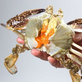 상품 이미지: 연평도 알배기 활 꽃게 1kg  3-5미 중대사이즈 / 80% 수율보장 주문즉시 당일조업 / 신선도보장