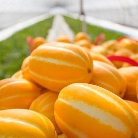 상품 이미지: 가정용 성주참외 3kg 성주 참외 혼합(랜덤) /특별할인+무료배송
