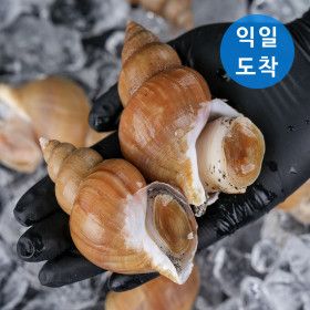상품 이미지: 산소포장 포항 생물 백골뱅이(백고동) 중 / 1kg당 20~30미