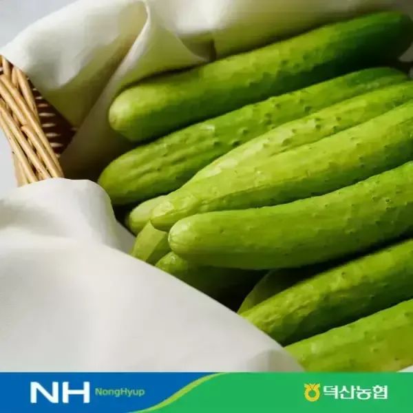 상품 이미지: [덕산농협] 오감드레 백다다기 20개 (4kg내외)