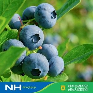 상품 이미지: 제주 특등급 생블루베리 100g x 6팩 총 600g