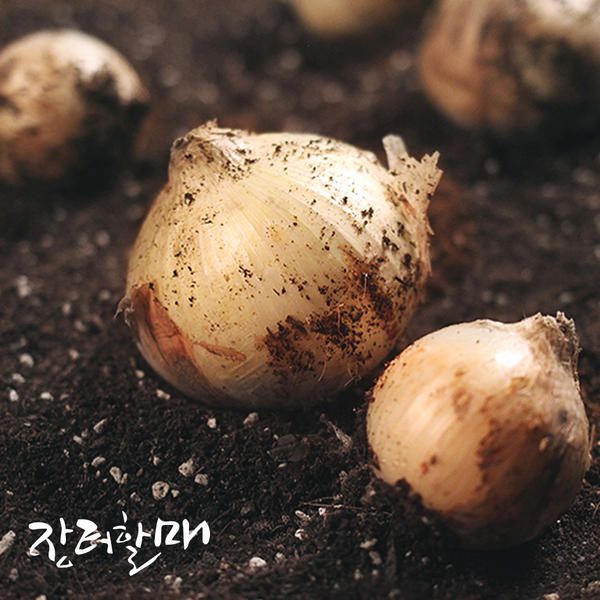 상품 이미지: 26년 햇양파 양파 3kg 5kg 중품 / 특품