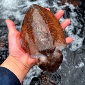 상품 이미지: 국내산 큼직 횟감 활 갑오징어 1kg 2~4미내외