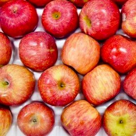 상품 이미지: (하루딱100박스) 경북 산지직송 고당도 부사사과 // 2kg(중소과) 9-11과내외 박스포함
