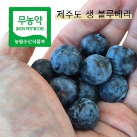 상품 이미지: 14 Brix 고당도 제주 무농약 생블루베리 왕특 1kg (18mm 이상)   26년 첫 수확 기념 할인 이벤트