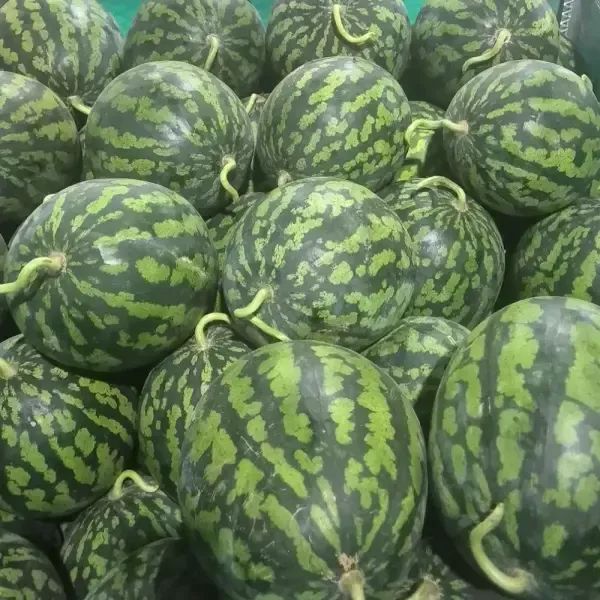 상품 이미지: 달콤한 여름의 맛 하우스 수박 6-7kg (가정용)