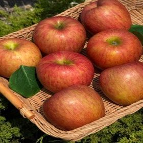 상품 이미지: (신선집중) 지훈이네 경북 사과 4kg 실중량 가정용 부사 산지직송