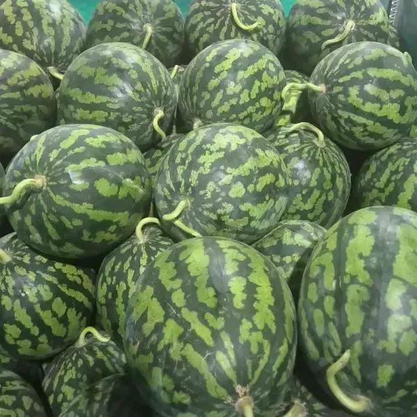 상품 이미지: 달콤한 여름의 맛 하우스 수박 4-5kg (가정용)