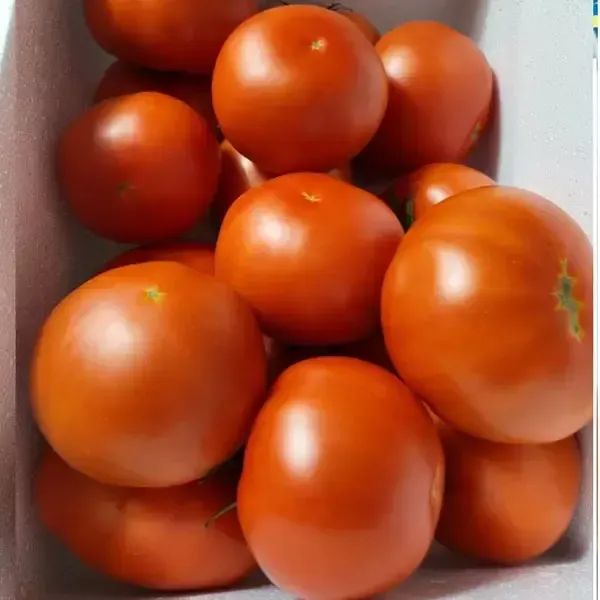상품 이미지: 토마토5kg/10k(정품)/특~2번/주스용아님/국내산