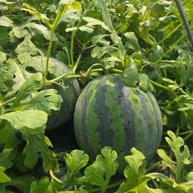 상품 이미지: 국내산 수박 1통 (5-6kg 내외) / 고당도 제철수박