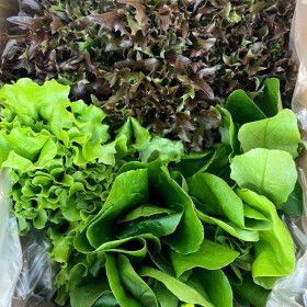 상품 이미지: (신선집중) 유러피안 샐러드 채소 유기농 1kg(4종 랜덤)