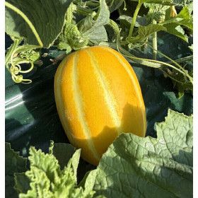 상품 이미지: 성주 참외 꿀참외 고당도 산지직송 5kg 못난이