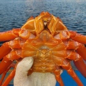 상품 이미지: (수율90% / 5kg+1kg) 특A급 자숙 홍게 15-18미 / 특가 / 포항 구룡포 산지직송