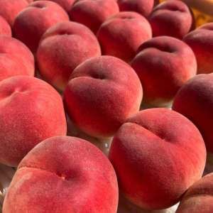 상품 이미지: (수량한정) 10~12브릭스 설원 백도 반딱딱 복숭아 2kg (14~18과 내외) / 후숙시 쫀득말랑 당일수확발송