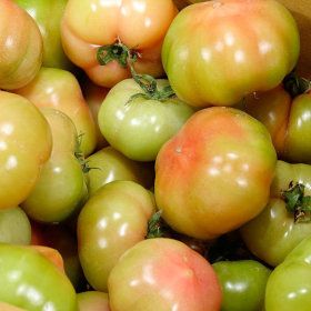 상품 이미지: 매일수확 다원농장 못난이 찰토마토(크기혼입) 5kg