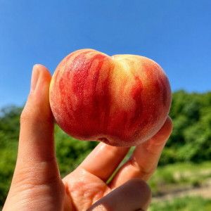 상품 이미지: (당도선별) 아삭 쫀-득 대극천(반납작)복숭아 5kg (60~70과 내외) 한정특가 산지 수확 발송